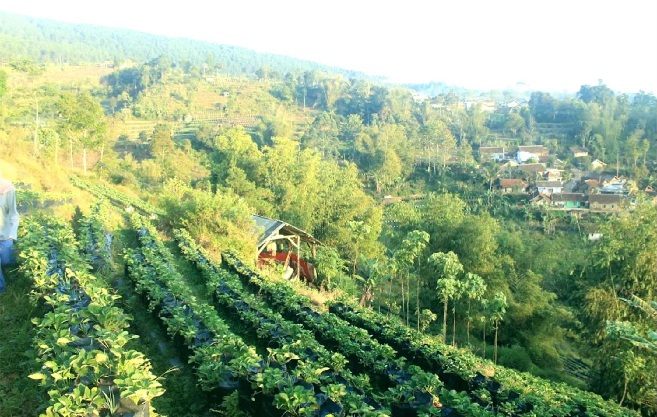Desa Barudua Malangbong, Agrowisata Penghasil Stroberi yang Terkenal Seantero Negeri